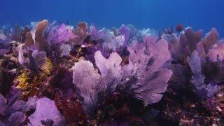 Coral gardens could save ocean life