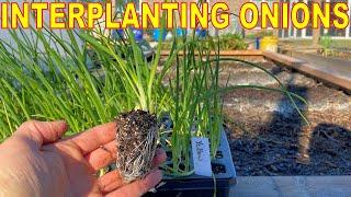 Planting ONIONS A Better Way: Interplanting To Stop Pests & Save Space