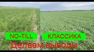 No-till vs Класика. Озимая пшеница 2021.