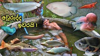 අවුරුද්දෙ අන්තිම මාළුන්ට කෑම | Feeding ALL my FISH