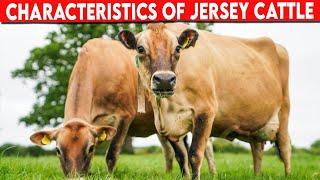 ⭕PRODUCTIVE CHARACTERISTICS OF JERSEY CATTLE   Dairy Cows