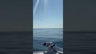 MASSIVE Spanish Mackerel feeding frenzy