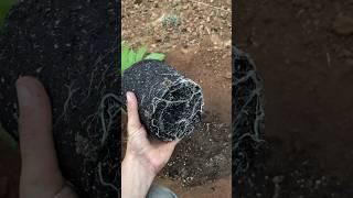 ASÍ TRANSPLANTO a SUELO DIRECTO #shorts
