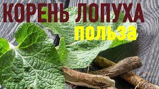 КОРЕНЬ ЛОПУХА. Неимоверная польза известного продукта.