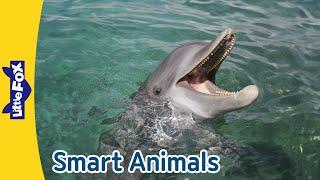 Dolphin, Octopus, Parrot, Gorilla, Elephant |  Smart Animals | Little Fox