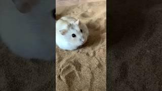 Hamster rolling in the sand #shorts #hamsters #pets