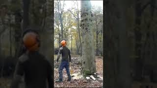 Oak Tree Falling