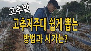 고추지주대 쉽게 뽑는 방법 시기는? 고추지지대 뽑기 고추밭 정리