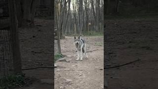 Rescued Wolf Dog Bonds With 8-Year-Old Girl ️ l The Dodo