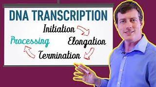 DNA Transcription Processing | Exons, Introns, Splicing, 5' Cap, and 3' Poly A Tail