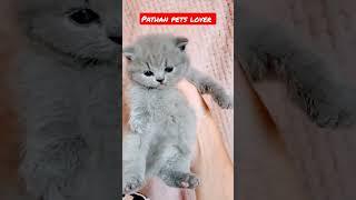 grey kitten #shorts #persiancat #pets #lover #petslover