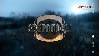 ОХОТА С ПОМОЩЬЮ КАПКАНА. ЗВЕРОЛОВЫ. ЗА ЛИСИЦЕЙ ПО ЧЕРНОТРОПУ. ТЕЛЕКАНАЛ ДИКИЙ.