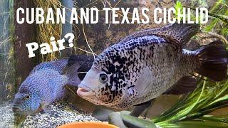 Cuban and Texas Cichlid Pair!