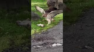 Eagle not smarter than mouse
