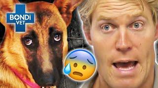 Facing Fears! - Most Terrifying Cases  | Bondi Vet Compilation | Bondi Vet