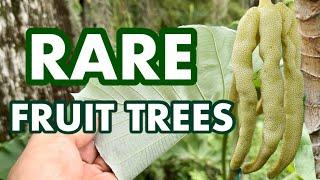 Rare Fruit Trees You Need To Grow!