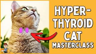 Hyperthyroid cats: EVERYTHING you need to know (symptoms, treatment, prognosis)