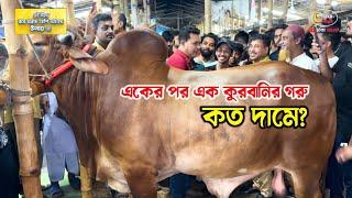 বড় বড় গরু ক্রেতারা কেমন দামে কিনছে? দেখুন গাবতলী হাট থেকে! কোরবানির গরু ২০২৪