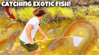 I Found EXOTIC FISH In The EVERGLADES For My AQUARIUMS!