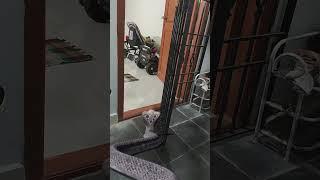 Snake / Open / The door / #havish #cute