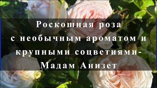 Роскошная роза с необычным ароматом и крупными соцветиями-Мадам Анизет.