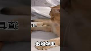 #Short #Cat Cute สอนทุกคนวิธีการแก้ไขพฤติกรรมสับสนของแมวแล