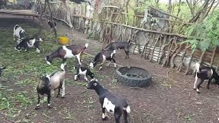 Goat farming here in Kinshasa DRC