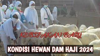 Ribuan Hewan Dam Haji 2024 dan Besaran Biayanya #musimhaji #haji #dam