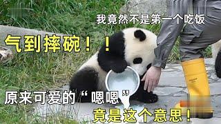 不是第一个吃饭就摔盆，还不让其他熊猫喝盆盆奶，熊猫宝贝霸道起来你不敢想，原来可爱的“嗯嗯”竟是这个意思！ 【奇闻揭秘】#揭秘 #历史 #大熊猫