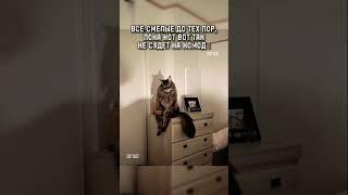 Все смелые до тех пор... / Кошка сидит на комоде / МЕМ #shorts #neonrussia #нейросеть #мем #мемы