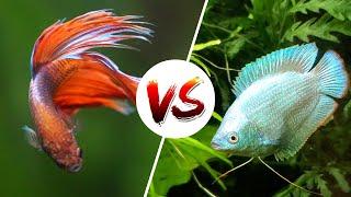 Betta Fish vs Dwarf Gourami – Which is Better?