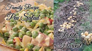 Family Recipe // Pea Salad // Potato Harvest