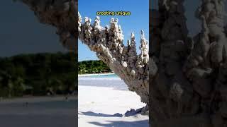 Nature's Secrets | Petrified Lightning (Fulgurites) Phenomenon  #shorts #nature