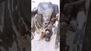 The strange bull of this Eid-ul-Adha 2023 | #shortvideo #bulls2023 #animals #akfunn