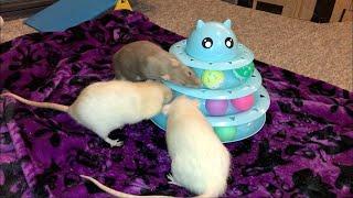 Rat Foraging Friday #38 (Cat Toy 3 Level Tower Roller)