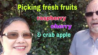 Picking fresh fruits/ Filipino-Canadian vlog