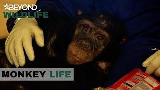 S3E14 | Ben Has A Nasty Foot Injury | Monkey Life | Beyond Wildlife