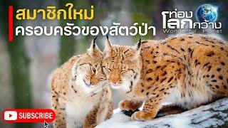 สารคดีท่องโลกกว้าง ครอบครัวของสัตว์ป่า ตอน สมาชิกใหม่ | สารคดี สารคดีสัตว์โลก