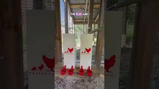 More chickens means more water!  #chickens #backyardchickens #chickencoop #pets