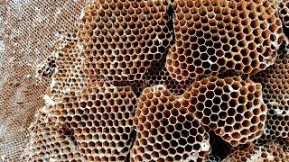 Yellow Jacket SUPER NEST | Wasp Nest Removal | Wasp INFESTATION