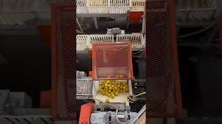 Lemon storage tote filler