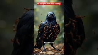 Why does a crow get itself bitten by ants? || #shorts #facts