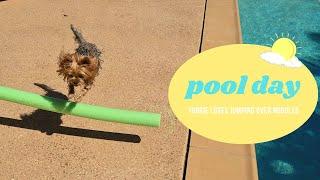 My dog loves swimming & jumping noodles | Yorkie Dog