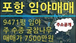 포항시 신광면 흥곡리 약9500평 저렴한 임야 매매