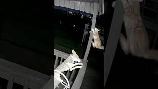 CAUGHT ON CAMERA: Cat vs Coyote #shorts