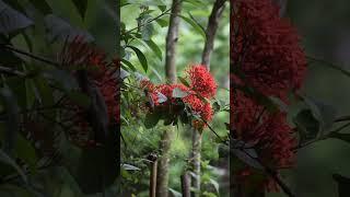 #nature #chay #love #tea #travel #chai #automobile #flowers #song #beautiful