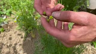 Identifying, Growing + Harvesting Chamomile