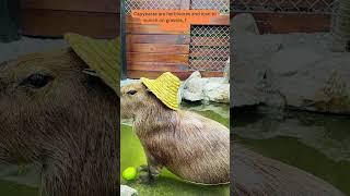 "Capybara Craze: Discover the Fascinating World of Giant Guinea Pigs!" #shorts