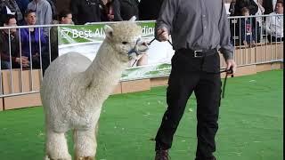 アルパカのオークション　Alpaca auction　2016 0410