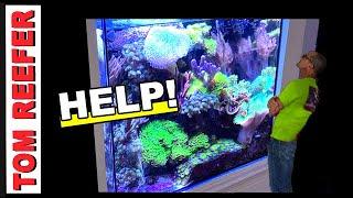 20 Gallon Mixed Reef (HOW TO OVERCOME REEF TANK OBSTACLES)